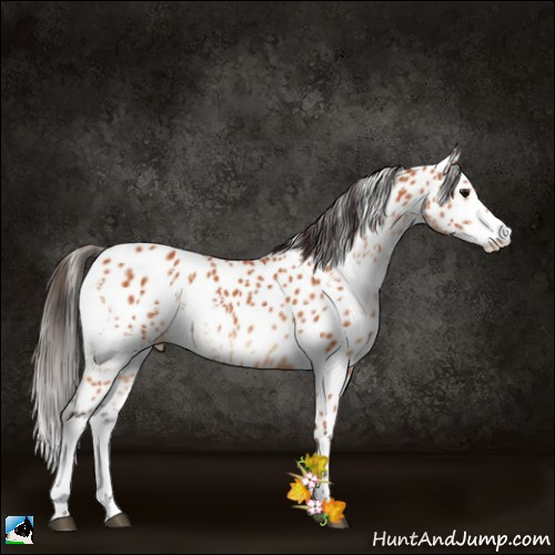 Horse Color:White Spotted Bay Appaloosa 