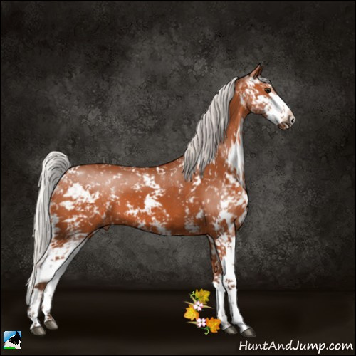 Horse Color:Silver Bay Sabino 