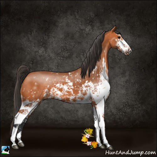 Horse Color:Bay Sabino 