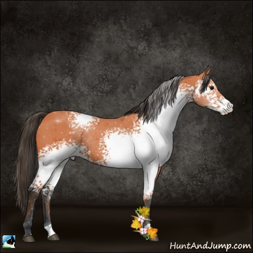 Horse Color:White Spotted Bay Rabicano 