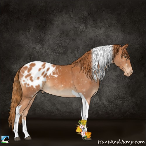 Horse Color:Chestnut Tobiano Appaloosa 
