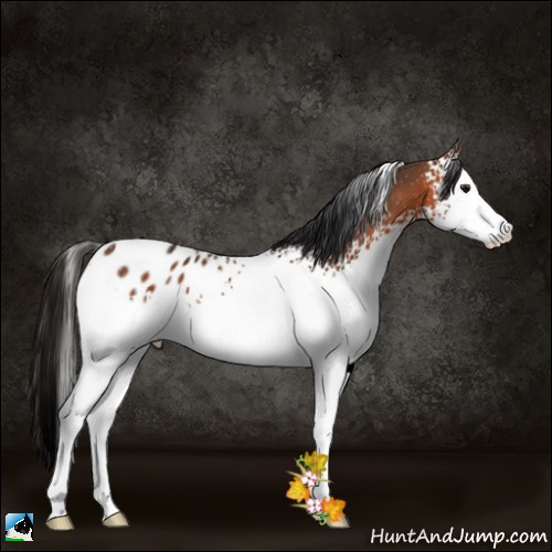 Horse Color:White Spotted Bay Appaloosa 