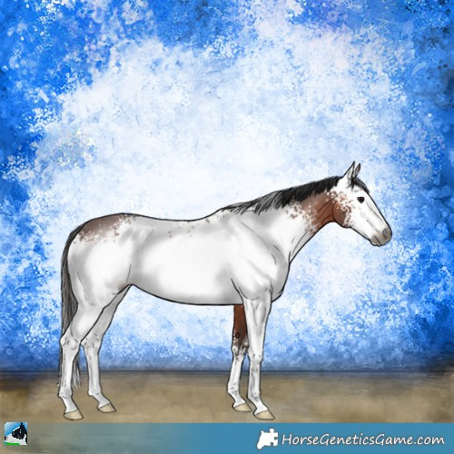 Horse Color:Gray White Spotted Bay