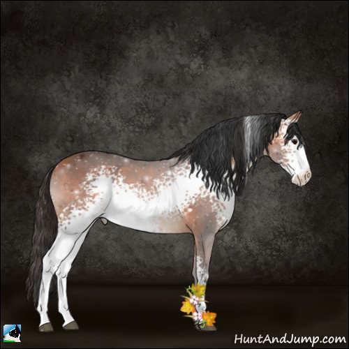 Horse Color:White Spotted Bay 