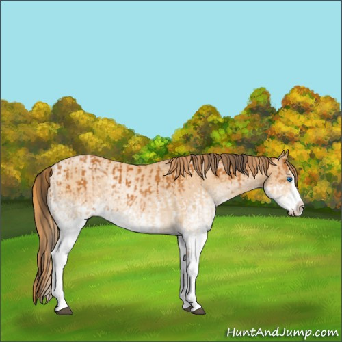 Horse Color:White Spotted Buckskin Splash and White Spotted Buckskin Pearl Splash