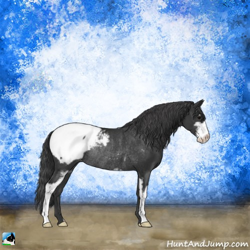 Horse Color:Black Sabino Appaloosa Rabicano 