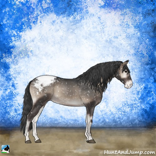 Horse Color:Blue Onyx Sabino Appaloosa Rabicano 