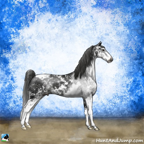 Horse Color:Gray Black Sabino Appaloosa 
