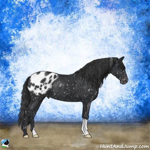 Horse Color:Black Appaloosa 