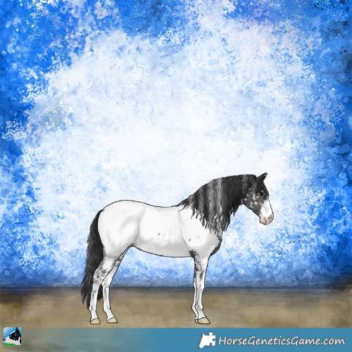 Horse Color:Black Ice Sabino Appaloosa Rabicano