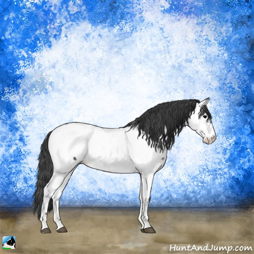Horse Color:Blue Onyx Sabino Appaloosa Rabicano 