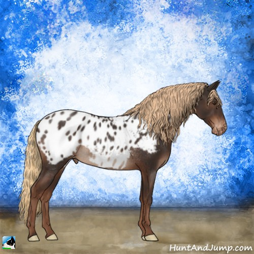 Horse Color:Liver Chestnut Appaloosa Rabicano 