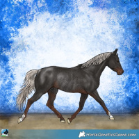 Horse Color:Liver Chestnut Mushroom Rabicano 