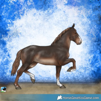 Horse Color:Liver Chestnut Sabino Rabicano 