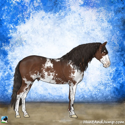 Horse Color:Liver Chestnut Sabino Rabicano 