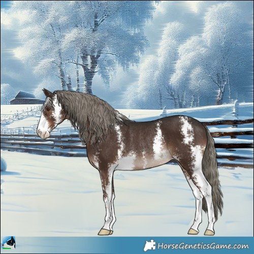 Horse Color:Liver Chestnut Mushroom Sabino Rabicano 