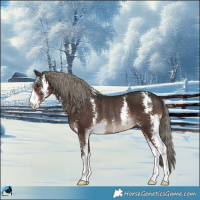 Horse Color:Liver Chestnut Mushroom Sabino Rabicano 