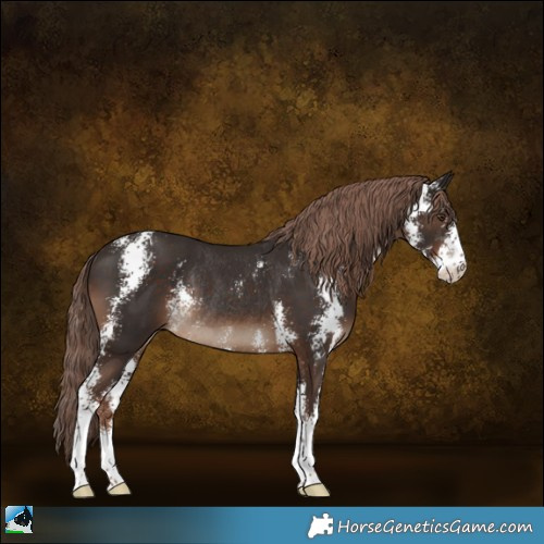 Horse Color:Liver Chestnut Sabino Rabicano 