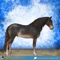 Horse Color:Liver Chestnut Sabino Rabicano 