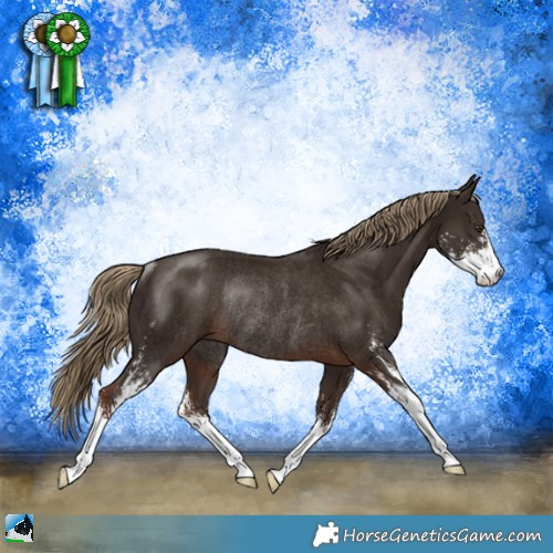Horse Color:Liver Chestnut Sabino Rabicano 