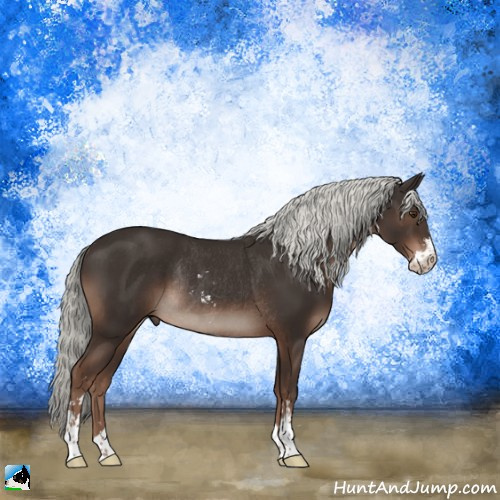 Horse Color:Liver Chestnut Mushroom Sabino Rabicano 