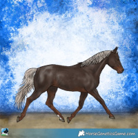 Horse Color:Liver Chestnut Mushroom Rabicano 