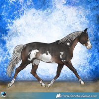 Horse Color:Liver Chestnut Mushroom Frame Rabicano 
