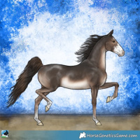 Horse Color:Liver Chestnut Sabino Rabicano