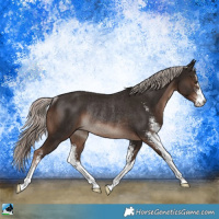 Horse Color:Liver Chestnut Mushroom Sabino Rabicano 