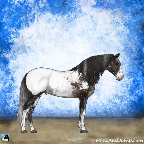 Horse Color:Brown Ice Sabino Appaloosa Rabicano 