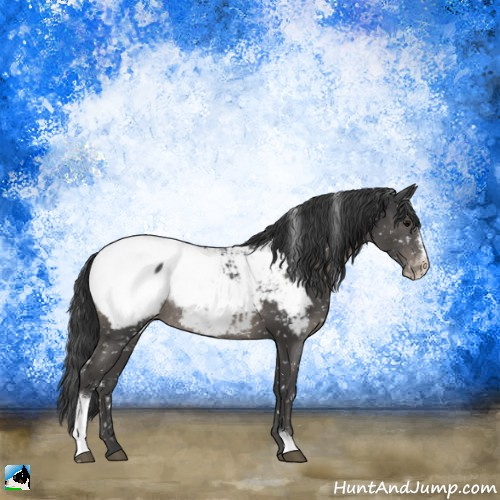 Horse Color:Black Sabino Appaloosa Rabicano 