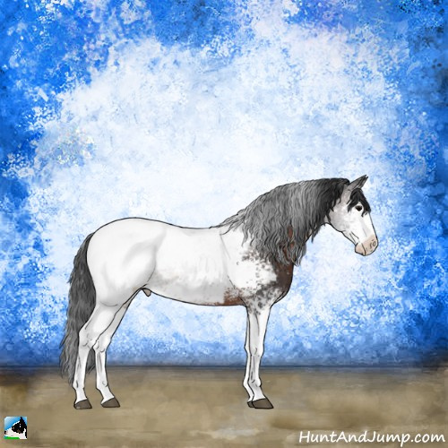 Horse Color:White Spotted Brown Appaloosa Rabicano 