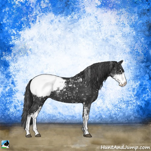 Horse Color:Black Sabino Appaloosa 