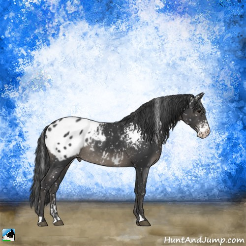 Horse Color:White Spotted Black Appaloosa Rabicano 