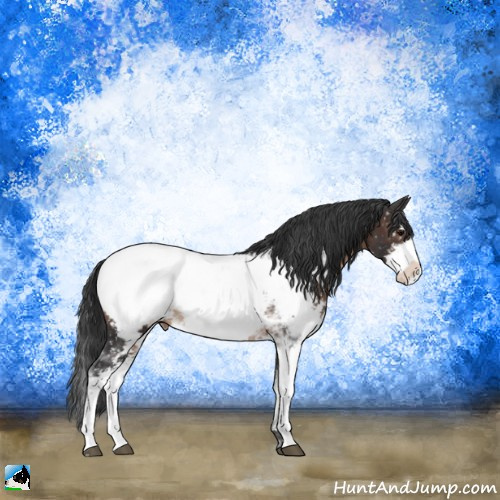 Horse Color:Brown Sabino Appaloosa Rabicano 