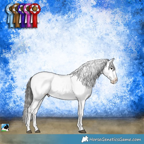 Horse Color:Brown Sabino Appaloosa Rabicano 