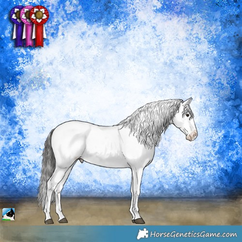 Horse Color:Brown Sabino Appaloosa Rabicano 