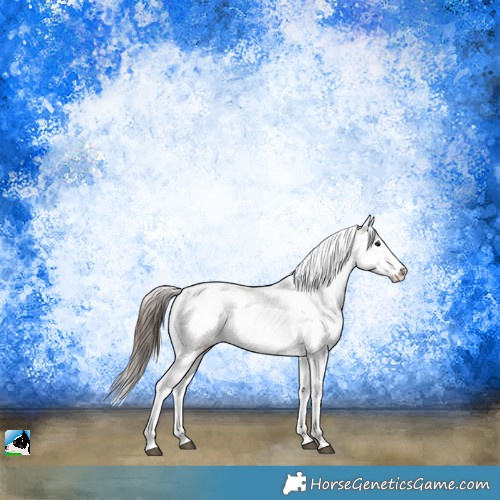 Horse Color:White Spotted Brown Ice Appaloosa Rabicano 
