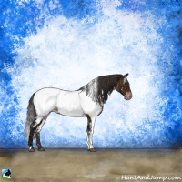 Horse Color:White Spotted Brown Ice Appaloosa Rabicano 