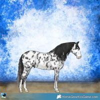 Horse Color:Black Ice Mushroom Sabino Near Leopard 