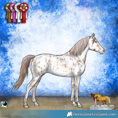 Horse Color:Gold Champagne Sabino Appaloosa 