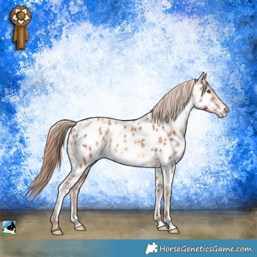 Horse Color:Gold Champagne Sabino Appaloosa 