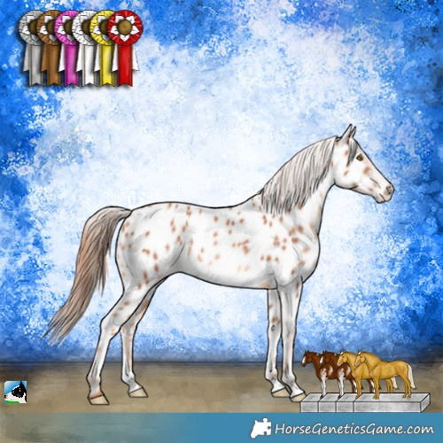 Horse Color:Gold Champagne Sabino Appaloosa 