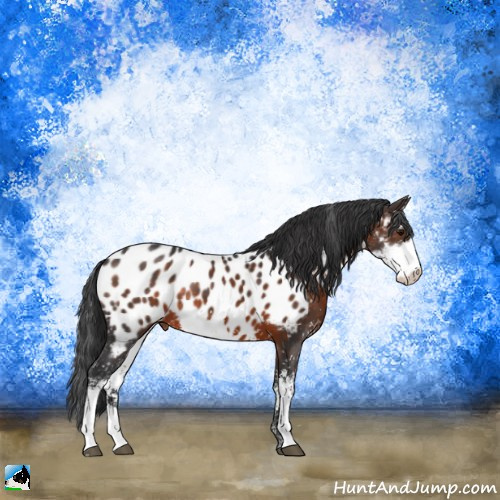 Horse Color:Brown Sabino Appaloosa Rabicano 