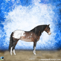 Horse Color:Brown Sabino Appaloosa Rabicano 
