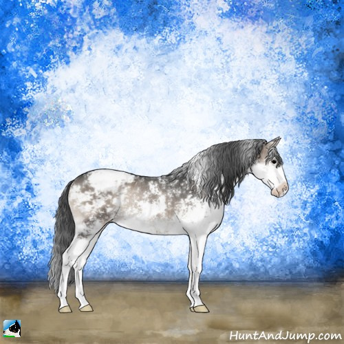 Horse Color:Blue Onyx Sabino Appaloosa Rabicano 