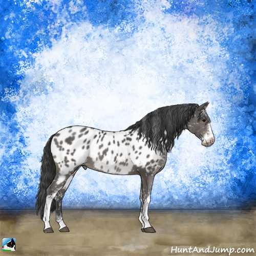 Horse Color:Black Sabino Appaloosa Rabicano 