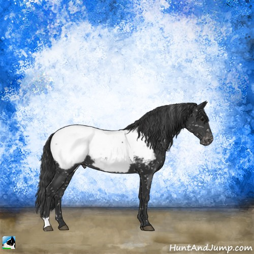 Horse Color:Black Appaloosa 