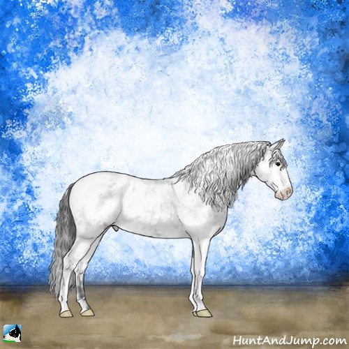 Horse Color:Black Sabino Appaloosa Rabicano 