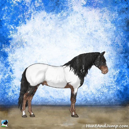 Horse Color:Liver Chestnut Sabino Appaloosa 